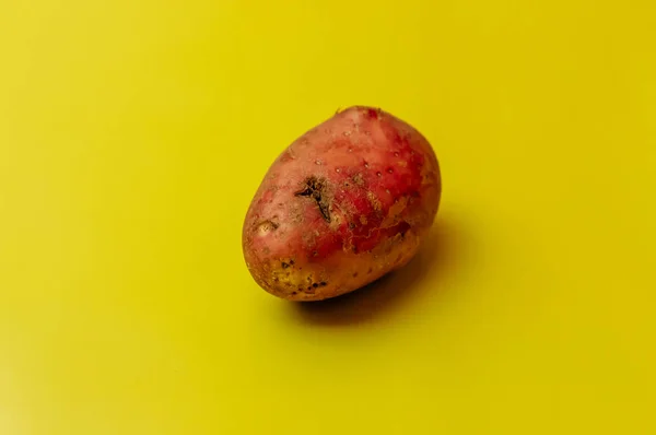 Странный уродливый мутант красный органический неравномерный картофель с укусами насекомых на желтом фоне. Отвергнутая еда в магазинах концепция. Плохое качество пищи . — стоковое фото