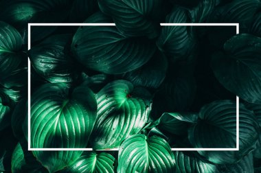 Egzotik bir bitkinin yapraklarının üst görünümü kadar Yaratıcı alay ve beyaz bir çerçeve çerçeveleme. Güneş ışığı yeşil yapraklar üzerine düşer. İlkbahar, yaz evlilik yıldönümü davetiyesi şablonu düzeni şablonu. Kopyalama alanı