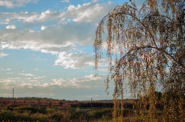 Pôr do sol em um campo com trigo ou centeio em setembro na estação de colheita com fundo de céu nublado. Bela paisagem na fazenda . — Fotografia de Stock
