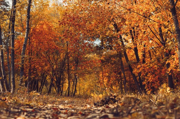 Sonbahar güneşli manzarası. Sarı ormana giden yol. Ağaçlardan oluşan sonbahar parkı ve yere düşen sonbahar yaprakları güneşli bir ekim gününde parkta. Tasarım için şablon..