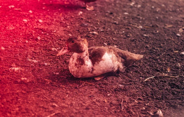 Domácí kachna být v kotci nebo v kleci sedí na zemi odpočívá. Barevné světlo dopadá na ptáka. Koncept drůbeže a přírodního produktu je maso, vejce, peří. Šablona pro návrh. — Stock fotografie