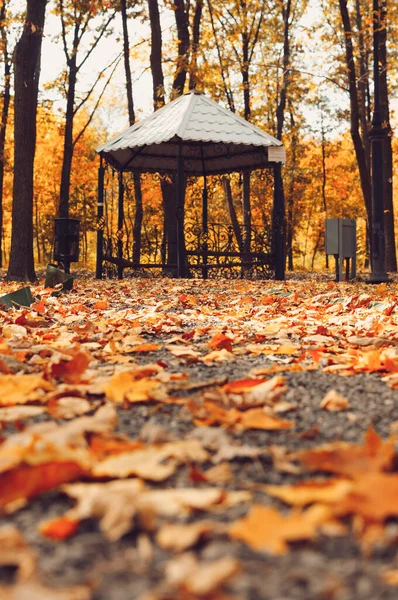 Sonbahar güneşli manzarası. Parktaki yol çardağa çıkar. Ağaçlardan oluşan sonbahar parkı ve düşen sonbahar yaprakları güneşli bir ekim gününde parkta. Tasarım şablonu. Boşluğu kopyala.