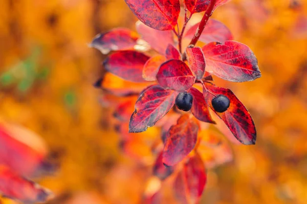 Berry em ramo de cotoneaster em um fundo de bokeh de queda. Outono folhas coloridas de vermelho, amarelo, laranja. Arbusto de baga de urso com folhas de outono close-up. Fundo de outono com flora rica colorida . — Fotografia de Stock