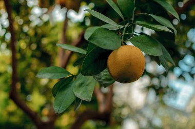 Yeşil yapraklı bir dala konmuş limonlar. Taze sulu narenciye meyveleri hasat için hazır. Sicilya Tarım, İspanya. Citrus hasat konsepti kış tatilinden önce.