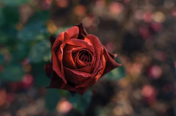 Red rose flower on a bush against the background of blurry green leaves in the garden. Symbol of love and valentines day — Stock Photo, Image