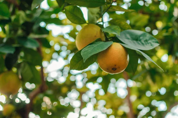 lemons on a branch with green leaves in a plant nursery close-up. Fresh juicy citrus fruits ready for harvest. Agriculture of Sicily, Spain. Citrus harvest concept before winter holidays.