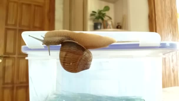 Eine Schnecke krabbelt auf einem Plastikbehälter. Bewegte Schnecke. Die Schnecke wurde aus dem Wald nach Hause gebracht. Weltumwelttag — Stockvideo