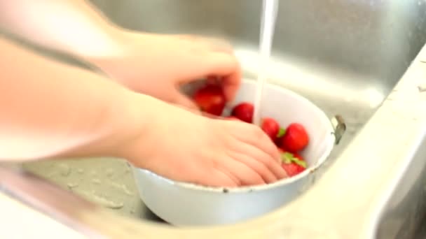 Laver les fraises de la saleté de leur propre jardin. dans le cadre, les mains féminines lavent une baie juteuse mûre. Le concept de nature, d'écologie et de produits cultivés sans OGM — Video