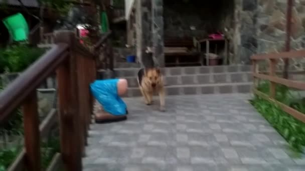 Cão alegre, alegre da raça pastor alemão, cor preta apoiada enfraquecida. Corre para o proprietário ou para a câmera para se encontrar no quintal. — Vídeo de Stock