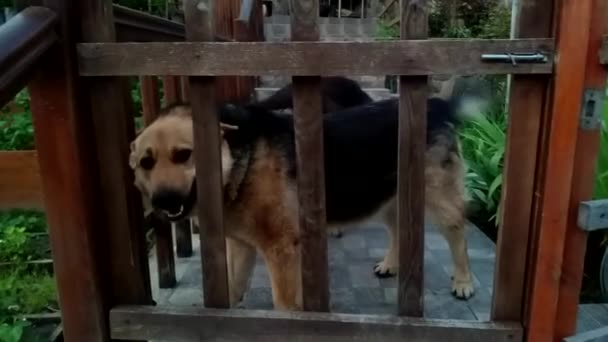 İki komik Alman çoban köpeği, zayıf siyah sırtlı. Köpekler memnuniyetle sahibini selamlar ve kuyruklarını sallarlar. Çitin arkasındaki bekçi köpekleri.. — Stok video