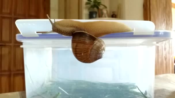 달팽이가 플라스틱 용기 위를 기어다닌다. 이동하는 달팽이. 그 달팽이는 숲에서 집으로 옮겨졌다. 세계 환경의 날 — 비디오