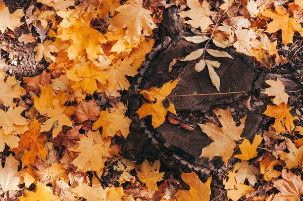 Hello October. Natural looking tree stump and yellow maple leaves in the autumn forest. Wooden stump with autumn leaves and forest on the background of nature. Template for design. Copy space