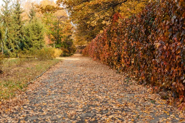 Autumn Sunny Landscape Road Autumn Park Trees Fallen Autumn Leaves — Stock Photo, Image