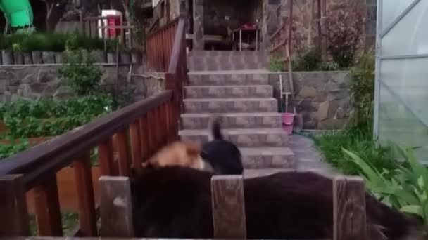 Veselý, veselý pes německého ovčáka, oslabený černou barvou. Běží k majiteli nebo ke kameře, aby se sešel na dvoře. — Stock video