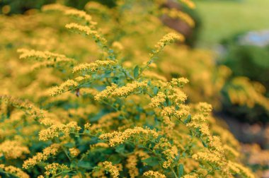 Baharda bahçede çok güzel forsythia çiçekleri var. Golden Bell, Forsythia Sınırı Forsythia x intermedia, Avrupa çiçek açan bahçe çalılığı. Bahçedeki çiçeklerle süslenmiş çalılar.