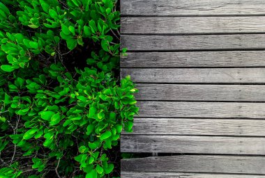 ahşap doku ve yaprakları arka plan