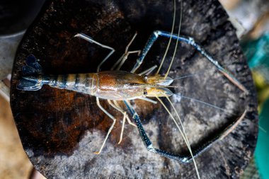 Taze Nehir Karidesi Ahşap Döşemede, tarif promosyonları, yemek blogları ve prim reklam medyası için ideal iştah açıcı bir sahne..