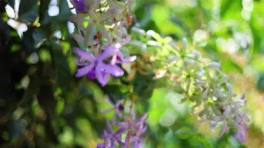 Avustralya Wisteria Çiçekleri Arasında Kamera Hareketi. Düğün promosyonları, çiçek markaları ve sinematik hikaye anlatımları için ideal canlı görüntüler..