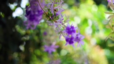 Camera Moving Through Australian Wisteria Blossoms, Camera drifts over a broad stretch of Australian wisteria, where purple flowers sway to a timeless, great for an enchanted film voyage.