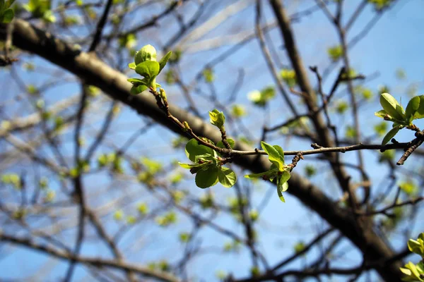 Bahar, çiçeği Mall iz. Washington Dc, ABD