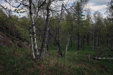 Huş ağacı orman, Güney Ural, Başqırdıstan, Rusya Federasyonu