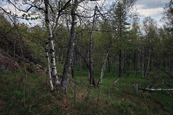 Huş ağacı orman, Güney Ural, Başqırdıstan, Rusya Federasyonu