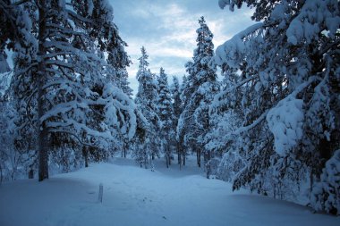 Pallas-Yllastunturin doğa parkı kış manzarası, Finlandiya