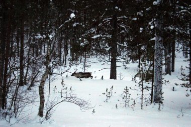 Ren geyikleri Finlandiya 'da kışlık yolu görür