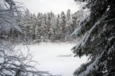 Frozen landscape of Oulanka national park, Finland clipart