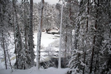Finlandiya 'daki Oulanka Ulusal Parkı' nın donmuş manzarası