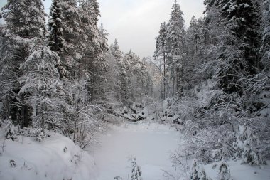 Finlandiya 'daki Oulanka Ulusal Parkı' nın donmuş manzarası