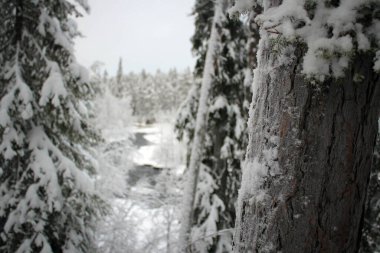 Donmuş kış orman manzarası, Oulanka Ulusal Parkı, Finlandiya