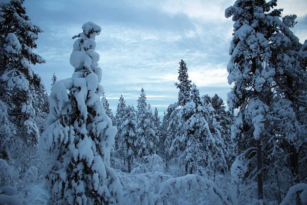 Natuurpark Pallas Yllastunturin Winter Uitzicht Finland — Stockfoto