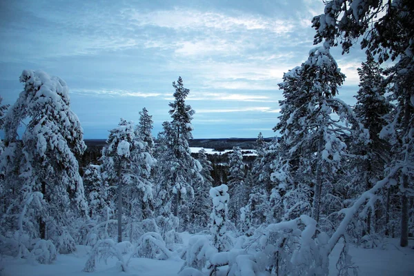 Natuurpark Pallas Yllastunturin Winter Uitzicht Finland — Stockfoto