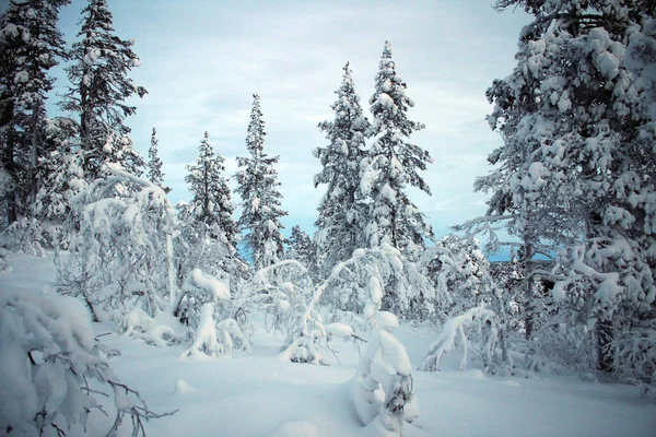 Natuurpark Pallas Yllastunturin Winter Uitzicht Finland — Stockfoto