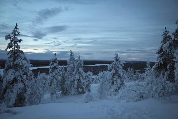 Natuurpark Pallas Yllastunturin Winter Uitzicht Finland — Stockfoto