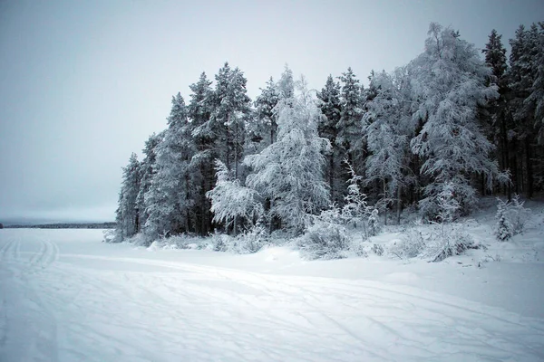 Vista Congelada Del Bosque Invierno Parque Nacional Oulanka Finlandia —  Fotos de Stock