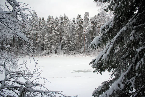 Finlandiya 'daki Oulanka Ulusal Parkı' nın donmuş manzarası