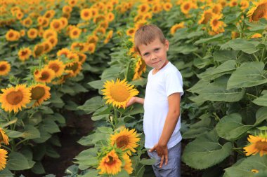 Ayçiçekleri olan bir tarlada güzel bir çocuk.