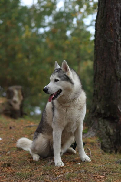 Een meisje met een husky wandelingen in het bos. — Stockfoto