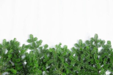 Beyaz arka planda yeşil bir Noel ağacının dalları.