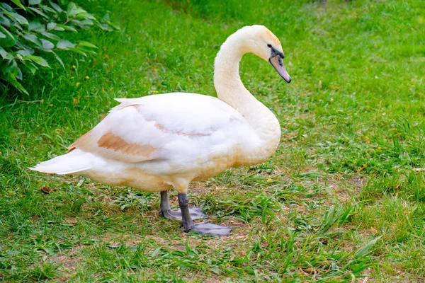 Beyaz Kuğu kıyısında. Gölet üzerinde su kuşları.