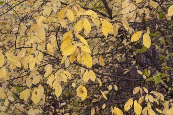 Foglia gialla sull'albero. — Foto Stock