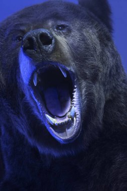 Gece dişleri olan kızgın canavar