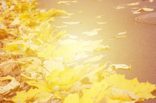 Folhas de outono fundo amarelo . — Fotografia de Stock