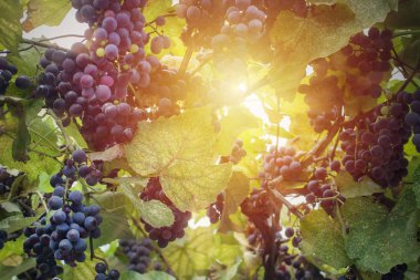 Güneş ışığında üzüm bağı yakın. 