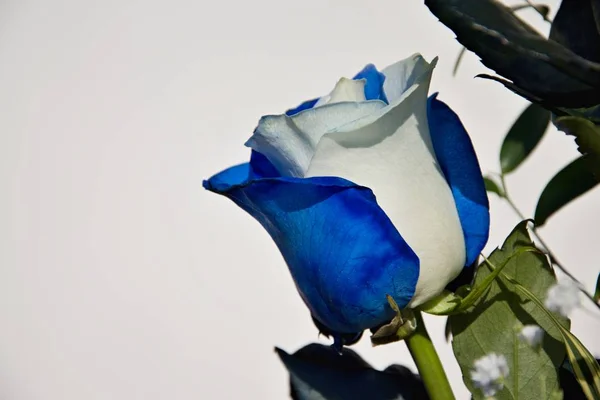 Beautiful bouquet of blue-white roses. Flower rose blue and white color. Gift for woman or man.