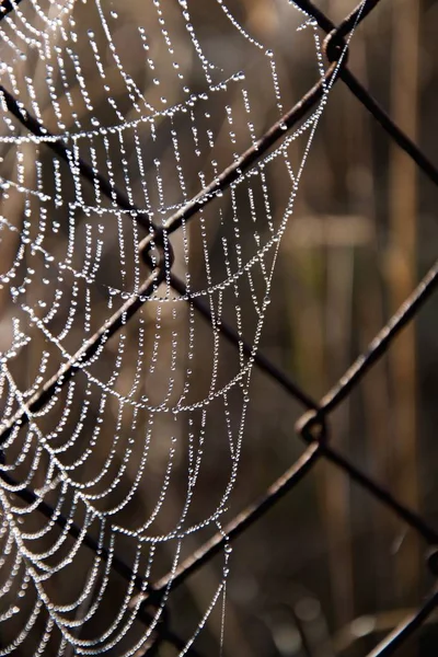 Frost cobweb in a cold morning. Spider web on an old wire fence. Cobweb ,spiderweb with water drop. — Stock Photo, Image