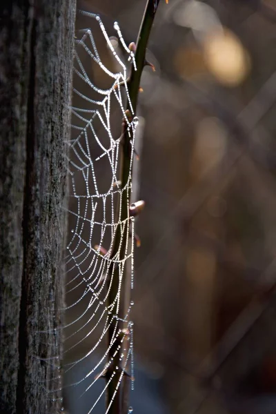 Frost cobweb in a cold morning. Spider web on an old wire fence. Cobweb ,spiderweb with water drop. — Stock Photo, Image