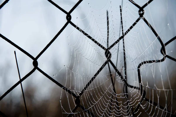 Frost cobweb in a cold morning. Spider web on an old wire fence. Cobweb ,spiderweb with water drop. — Stock Photo, Image